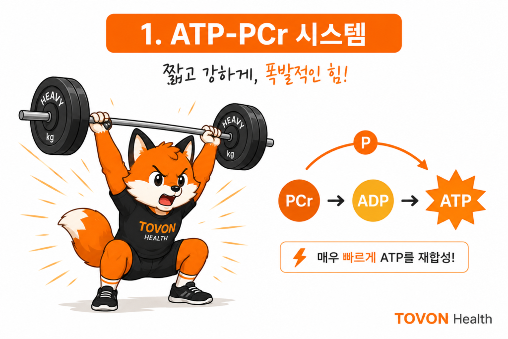 ATP란 무엇일까? 운동 에너지 시스템 3가지 쉽게 이해하기 ATP-PCr 시스템에서 크레아틴인산을 이용해 ATP를 빠르게 재합성하는 과정