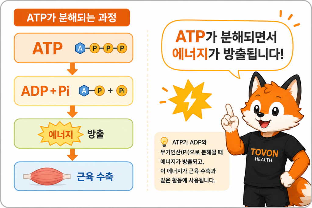 ATP란 무엇일까? 운동 에너지 시스템 3가지 쉽게 이해하기 ATP가 ADP와 무기인산으로 분해되며 에너지를 방출하는 과정