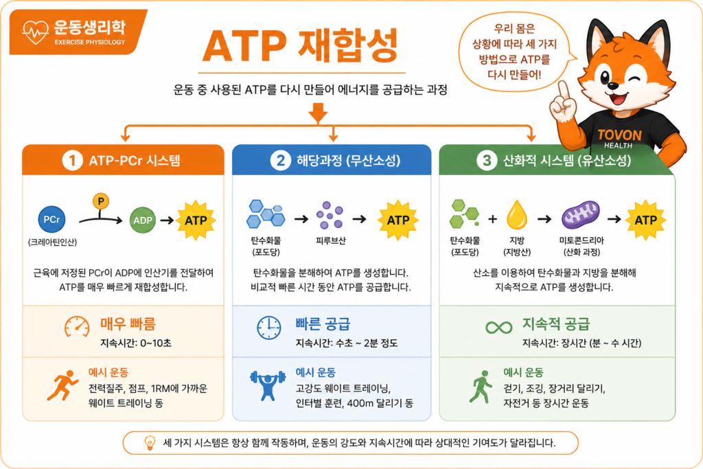 ATP란 무엇일까? 운동 에너지 시스템 3가지 쉽게 이해하기 ATP가 사용된 후 세 가지 에너지 시스템을 통해 다시 재합성되는 과정