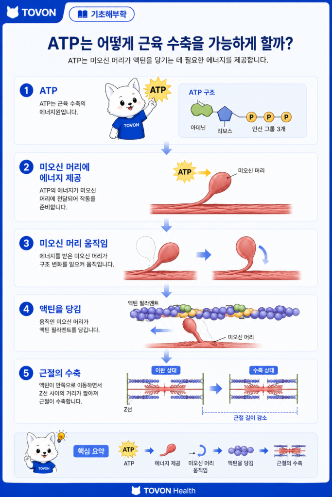 근육은 어떻게 움직일까? 근육 수축의 기본 원리 ATP가 미오신의 움직임에 필요한 에너지를 제공하는 과정