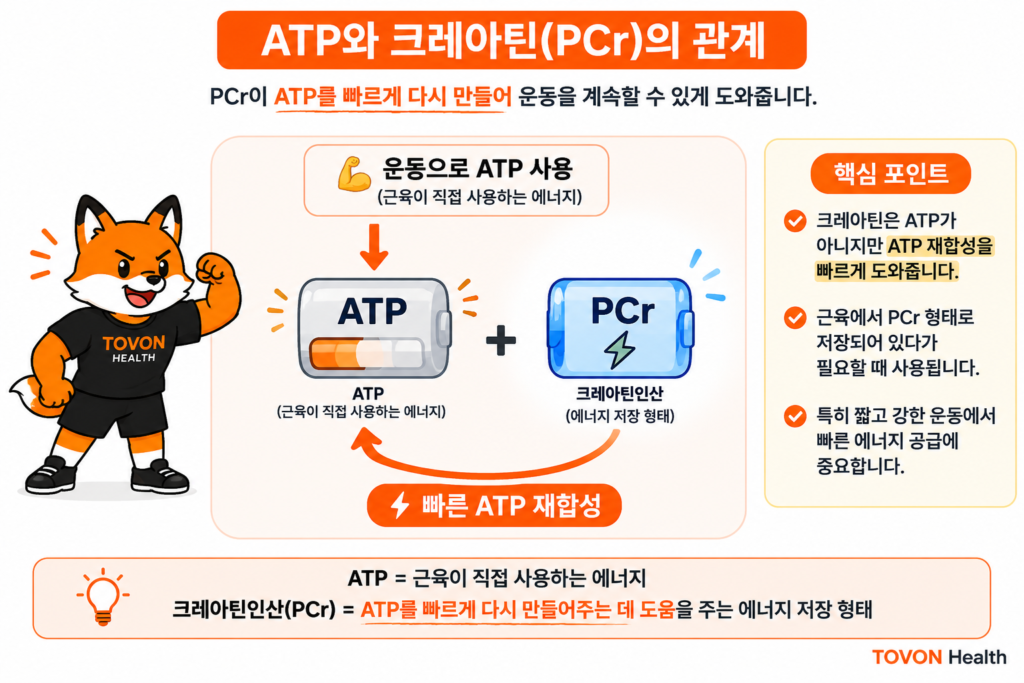ATP란 무엇일까? 운동 에너지 시스템 3가지 쉽게 이해하기 크레아틴인산이 ADP에 인산기를 전달해 ATP를 빠르게 재합성하는 과정