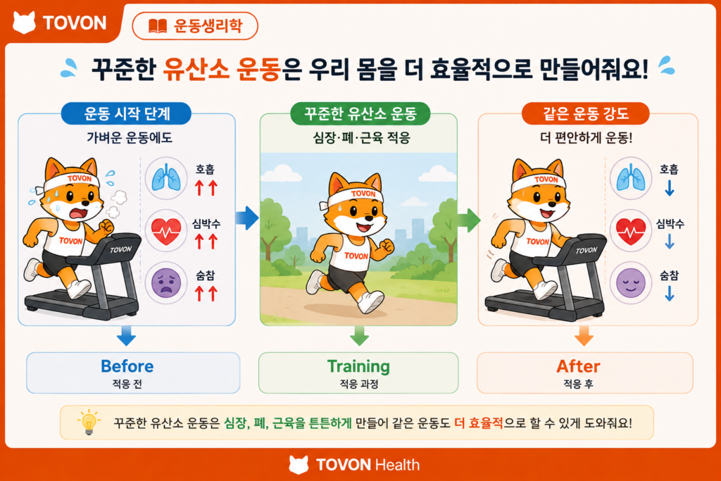 운동할 때 숨이 차는 이유는? 산소와 호흡의 관계 쉽게 이해하기 꾸준한 유산소 운동으로 심폐지구력이 향상되는 과정