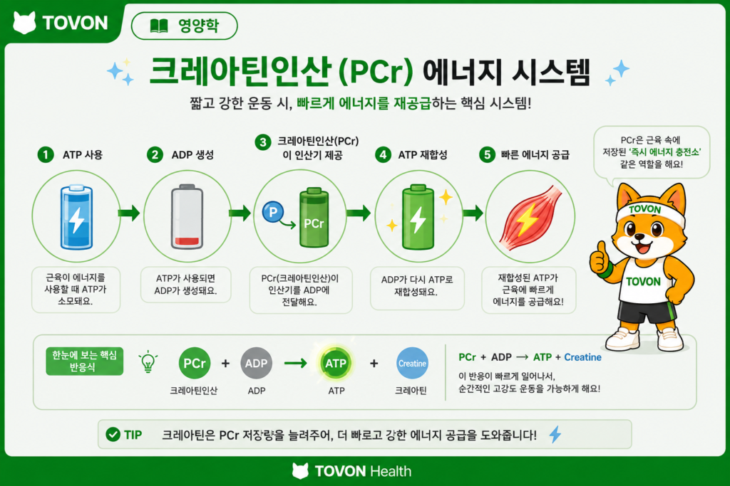 크레아틴이란? 운동하는 사람이 알아야 할 기본 정보 크레아틴인산이 ATP를 빠르게 재합성하는 과정을 보여주는 에너지 시스템 인포그래픽