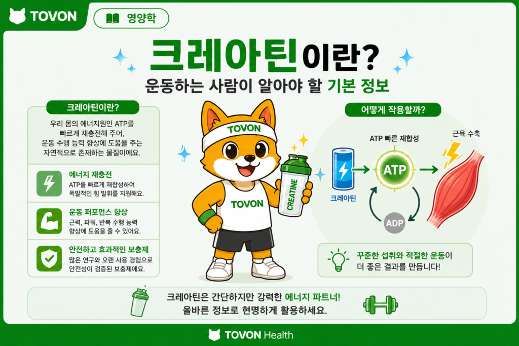 크레아틴이란? 운동하는 사람이 알아야 할 기본 정보 크레아틴이란 무엇인지와 운동에서의 역할을 설명하는 영양학 인포그래픽