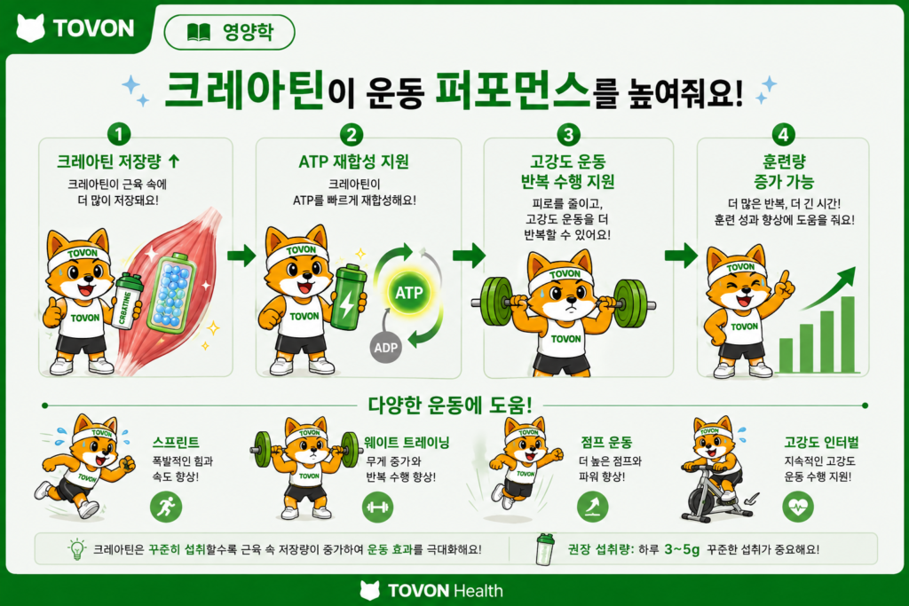 크레아틴이란? 운동하는 사람이 알아야 할 기본 정보 크레아틴이 웨이트 트레이닝과 전력 질주 같은 고강도 운동 수행을 돕는 과정을 보여주는 인포그래픽