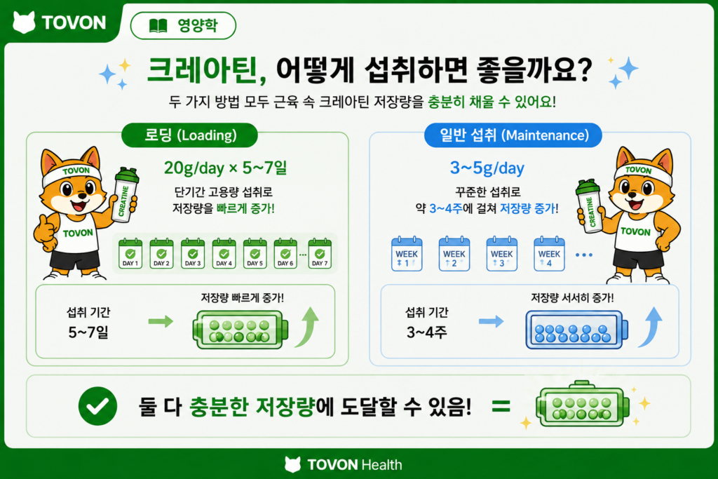크레아틴이란? 운동하는 사람이 알아야 할 기본 정보 크레아틴 로딩과 하루 3~5g 일반 섭취 방법의 차이를 비교한 인포그래픽