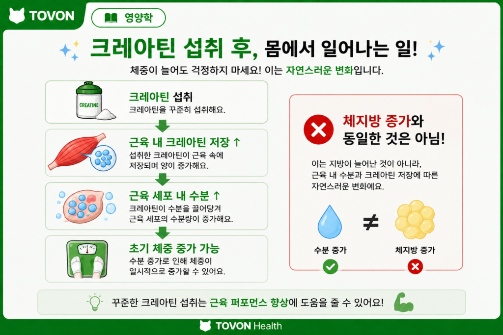 크레아틴이란? 운동하는 사람이 알아야 할 기본 정보 크레아틴 섭취 후 나타날 수 있는 근육 내 수분 증가와 체중 변화를 설명하는 인포그래픽