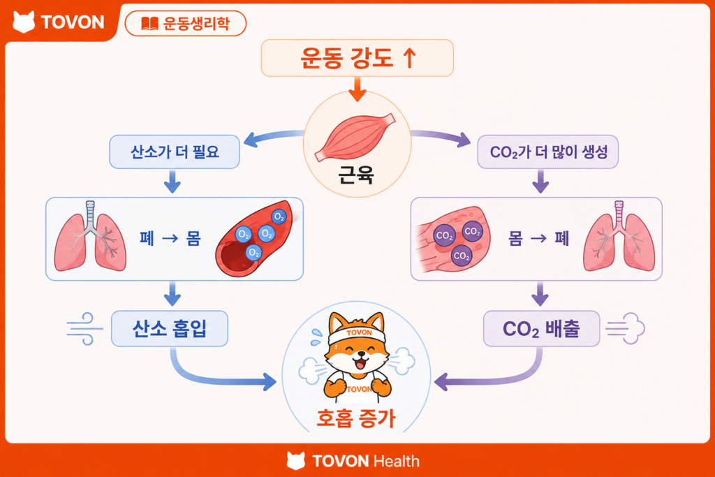 운동할 때 숨이 차는 이유는? 산소와 호흡의 관계 쉽게 이해하기 운동 중 산소 공급과 이산화탄소 배출이 증가하는 과정