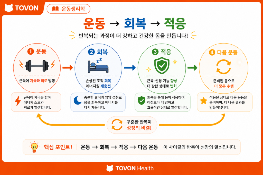 운동 후 회복은 왜 중요할까? 근육 회복의 과정 운동 자극과 회복 및 신체 적응의 순환 과정을 보여주는 이미지