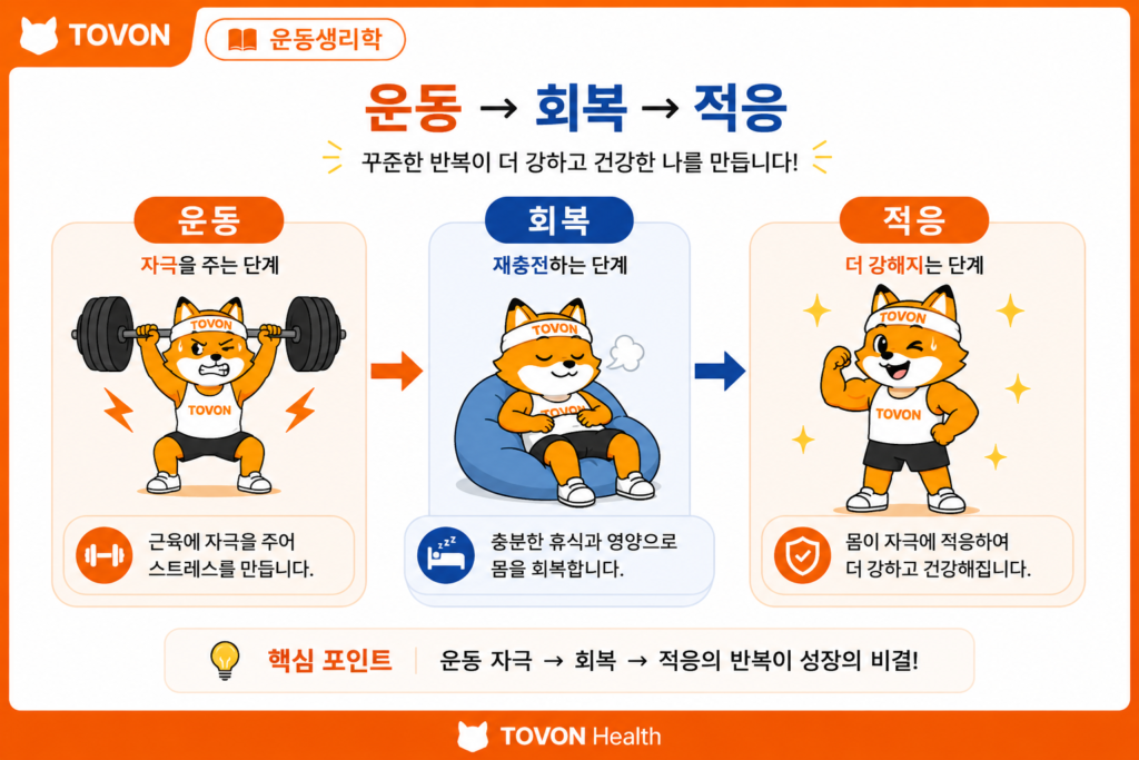 운동 후 회복은 왜 중요할까? 근육 회복의 과정 운동 후 회복과 적응 과정을 보여주는 TOVON Health 운동생리학 이미지