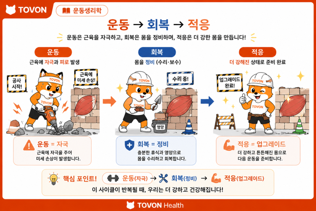 운동 후 회복은 왜 중요할까? 근육 회복의 과정 운동 자극 후 회복과 적응이 이루어지는 과정을 보여주는 이미지