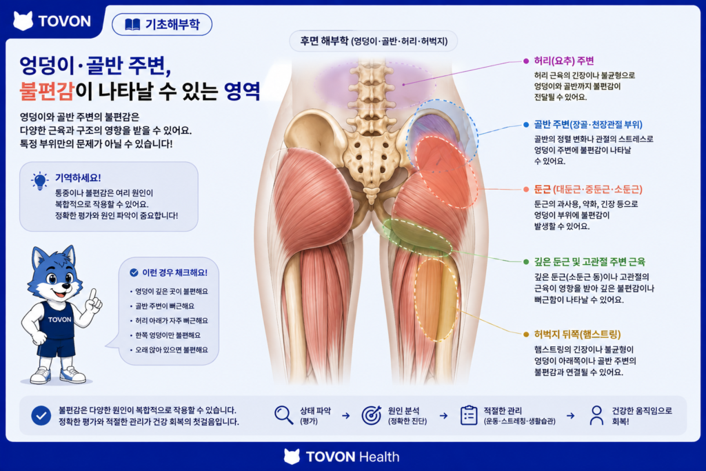 둔근과 골반 주변 구조의 위치를 보여주는 해부학 이미지