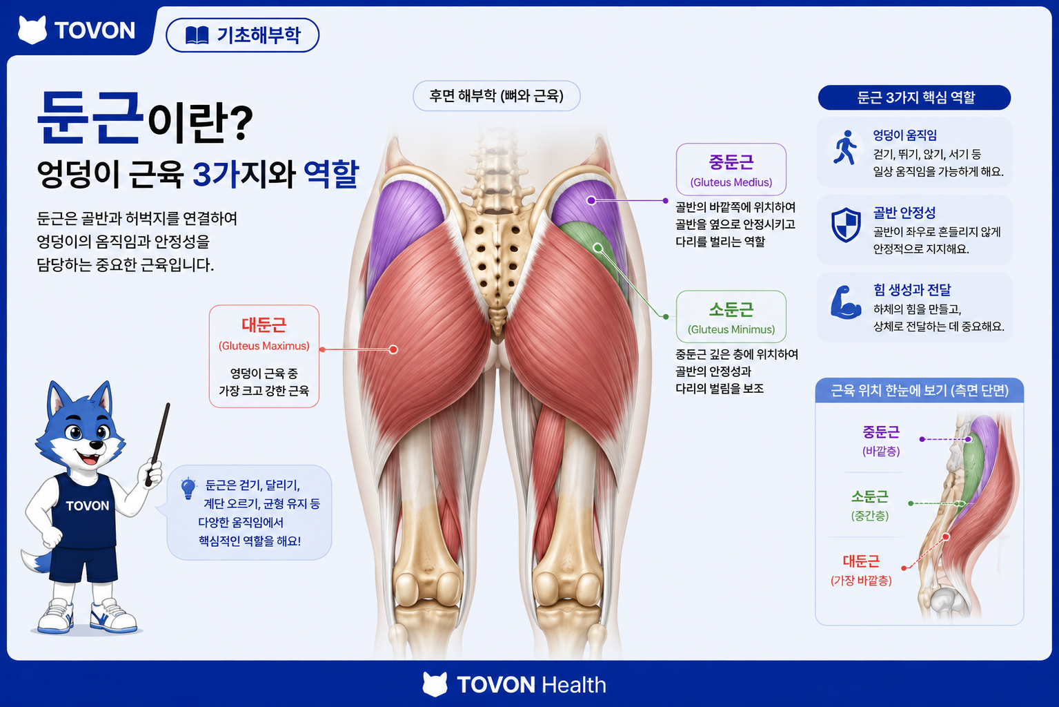 둔근의 위치와 대둔근 중둔근 소둔근을 보여주는 엉덩이 해부학 이미지