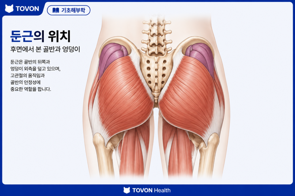 골반 뒤쪽과 엉덩이 부위에 위치한 둔근의 해부학적 위치