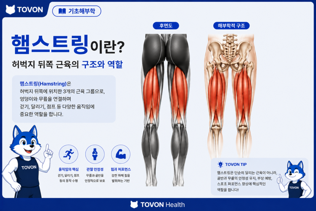 햄스트링이란? 허벅지 뒤쪽 근육의 구조와 역할 햄스트링의 위치와 역할을 보여주는 TOVON Health 표지 이미지