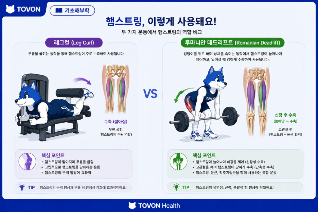 햄스트링이란? 허벅지 뒤쪽 근육의 구조와 역할 레그컬과 루마니안 데드리프트로 햄스트링을 훈련하는 모습을 보여주는 이미지