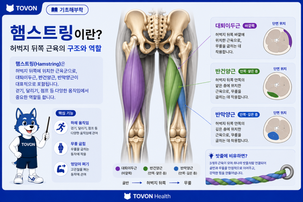햄스트링이란? 허벅지 뒤쪽 근육의 구조와 역할 대퇴이두근, 반건양근, 반막양근으로 이루어진 햄스트링의 구조