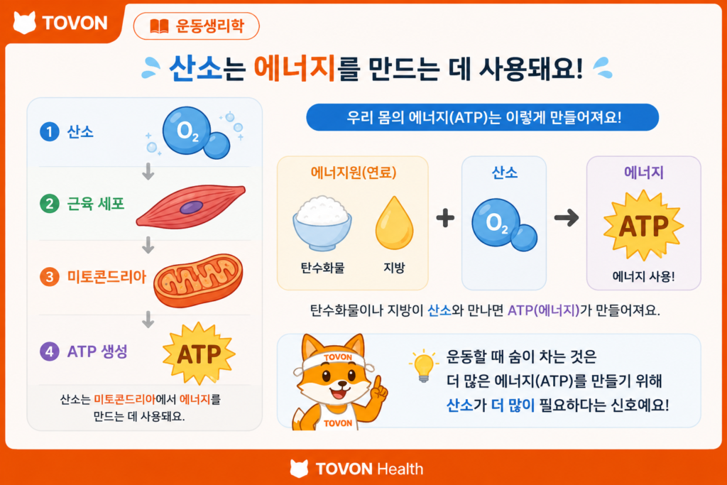 운동할 때 숨이 차는 이유는? 산소와 호흡의 관계 쉽게 이해하기 산소가 미토콘드리아에서 ATP 생성에 사용되는 과정