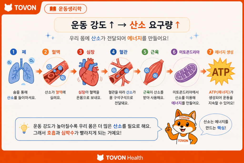 운동할 때 숨이 차는 이유는? 산소와 호흡의 관계 쉽게 이해하기 폐에서 혈액과 심장을 거쳐 근육까지 산소가 이동하는 과정