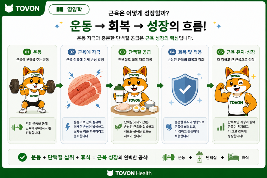 단백질 보충제는 꼭 필요할까? 프로틴의 역할과 섭취 방법 운동 후 단백질 섭취가 근육 회복과 적응을 돕는 과정을 보여주는 이미지