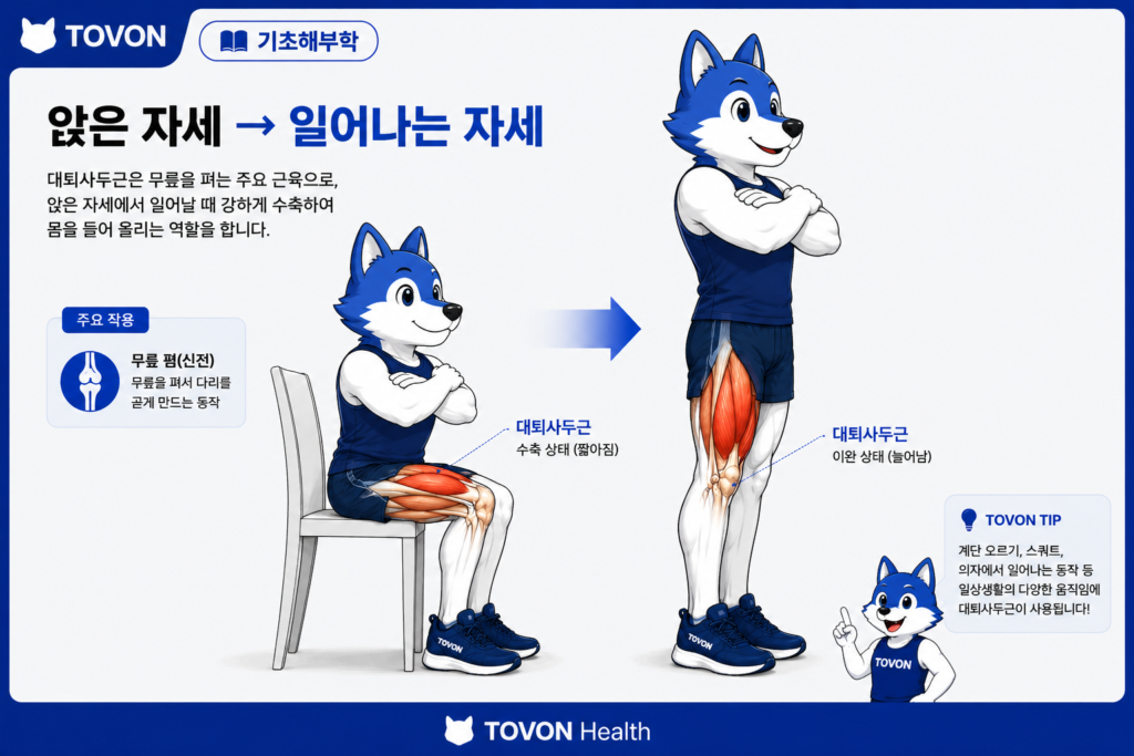 대퇴사두근이란? 허벅지 앞쪽 근육의 4가지 구조와 역할 대퇴사두근이 무릎을 펴는 동작과 기능