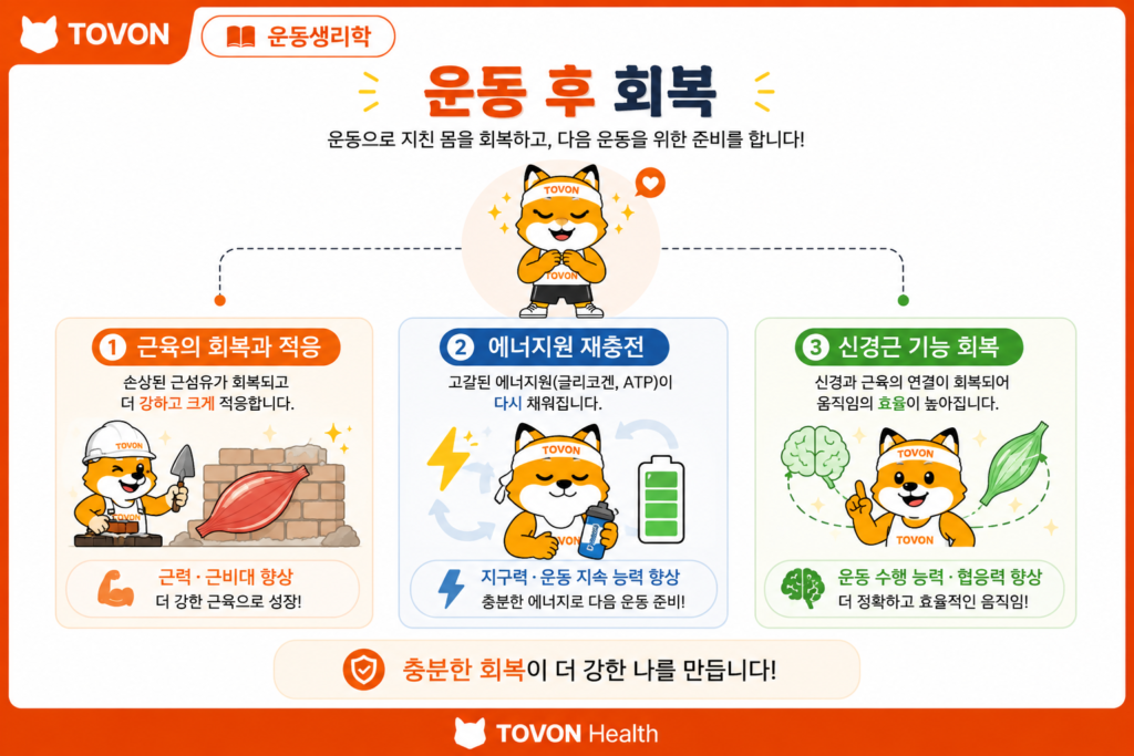 운동 후 회복은 왜 중요할까? 근육 회복의 과정 운동 후 근육 회복과 에너지원 재충전 및 신경근 기능 회복을 보여주는 이미지