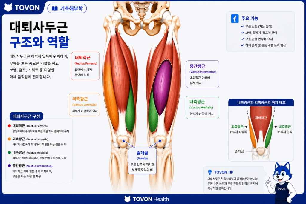 대퇴사두근이란? 허벅지 앞쪽 근육의 4가지 구조와 역할 내측광근과 외측광근의 위치와 무릎뼈 주변 구조