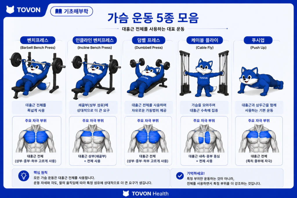 대흉근이란? 가슴 근육의 구조와 역할 쉽게 이해하기 가슴 운동 5종 해부학 인포그래픽