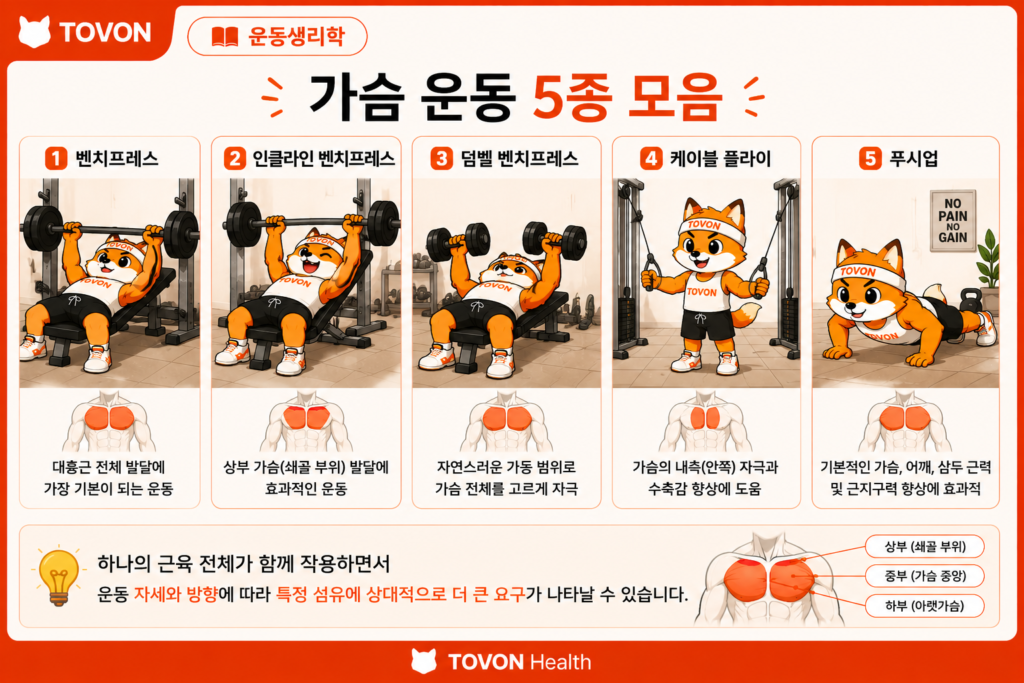 근육은 어떻게 성장할까? 근비대의 기본 원리 벤치프레스와 인클라인 벤치프레스 등 운동에 따른 근육 자극 차이