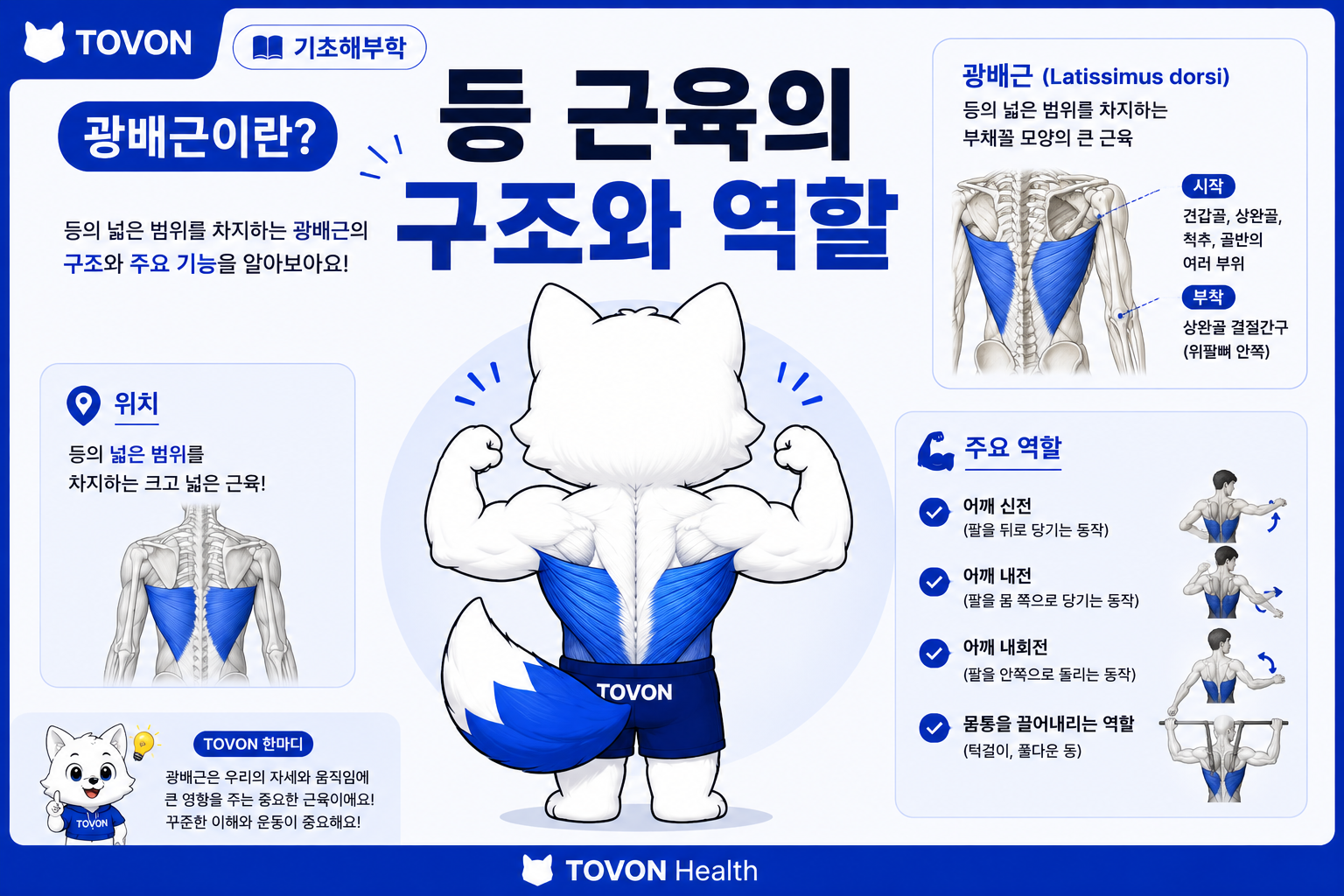 광배근의 구조와 역할 (2)
