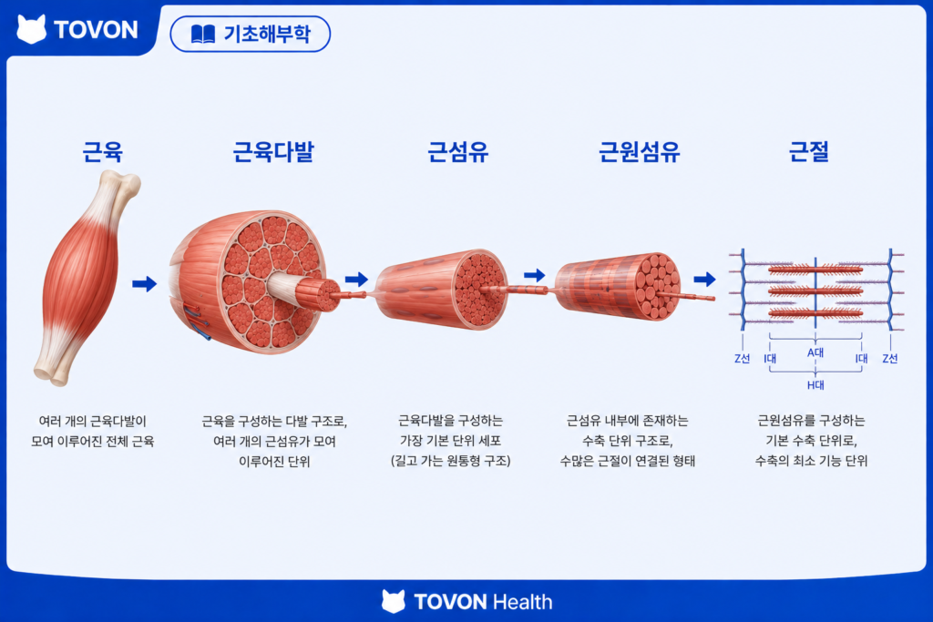 근육은 어떻게 움직일까? 근육 수축의 기본 원리 근육에서 근육다발, 근섬유, 근원섬유, 근절로 이어지는 구조