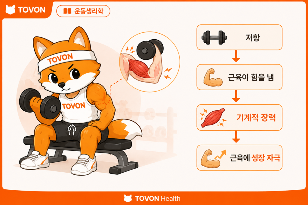 근육은 어떻게 성장할까? 근비대의 기본 원리 벤치프레스에서 대흉근에 발생하는 기계적 장력