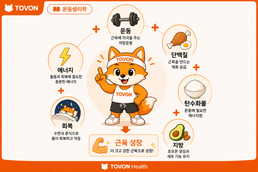 근육은 어떻게 성장할까? 근비대의 기본 원리 근비대에 필요한 단백질 탄수화물 지방과 충분한 에너지