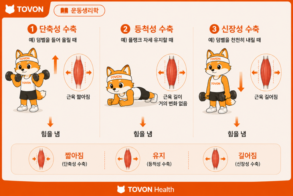 단축성 수축과 등척성 수축 및 신장성 수축의 차이 비교