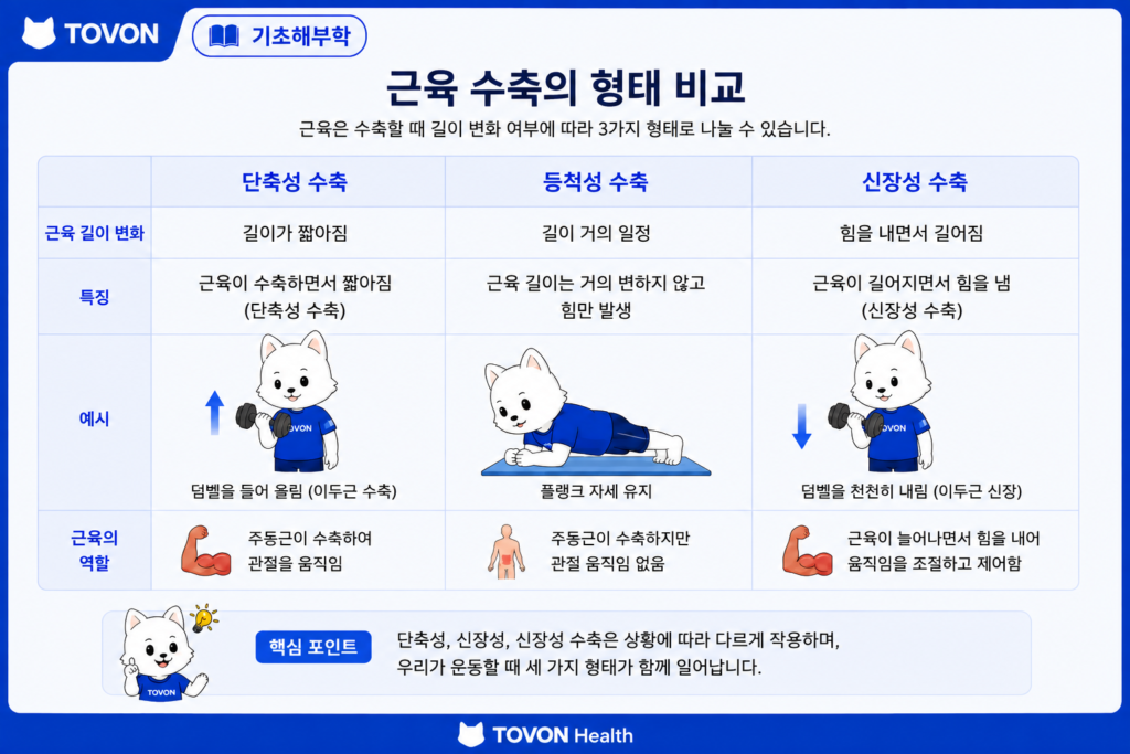 근육은 어떻게 움직일까? 근육 수축의 기본 원리 단축성 등척성 신장성 수축의 차이를 보여주는 그림