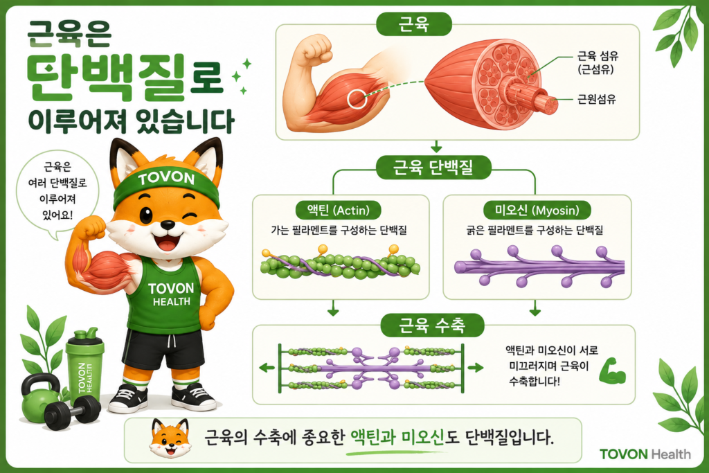 단백질은 왜 근육에 필요할까? 초보자를 위한 단백질 이야기 근육을 구성하는 단백질과 아미노산의 관계