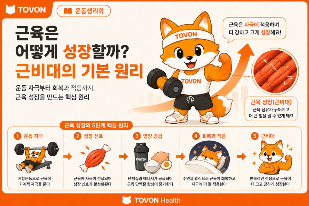 근육은 어떻게 성장할까? 근비대의 기본 원리 근육은 어떻게 성장할까 근비대의 기본 원리