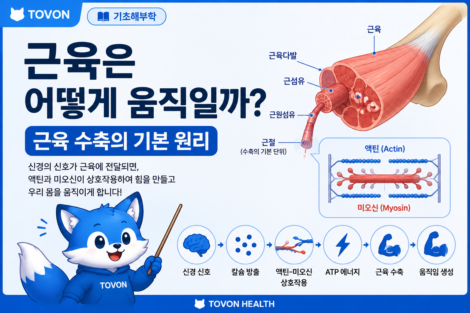 근육은 어떻게 움직일까? 근육 수축의 기본 원리 근육은 어떻게 움직일까