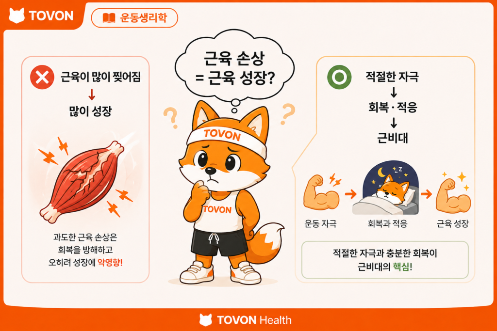 근육은 어떻게 성장할까? 근비대의 기본 원리 근육 손상과 근육 성장의 관계를 설명하는 근비대 개념