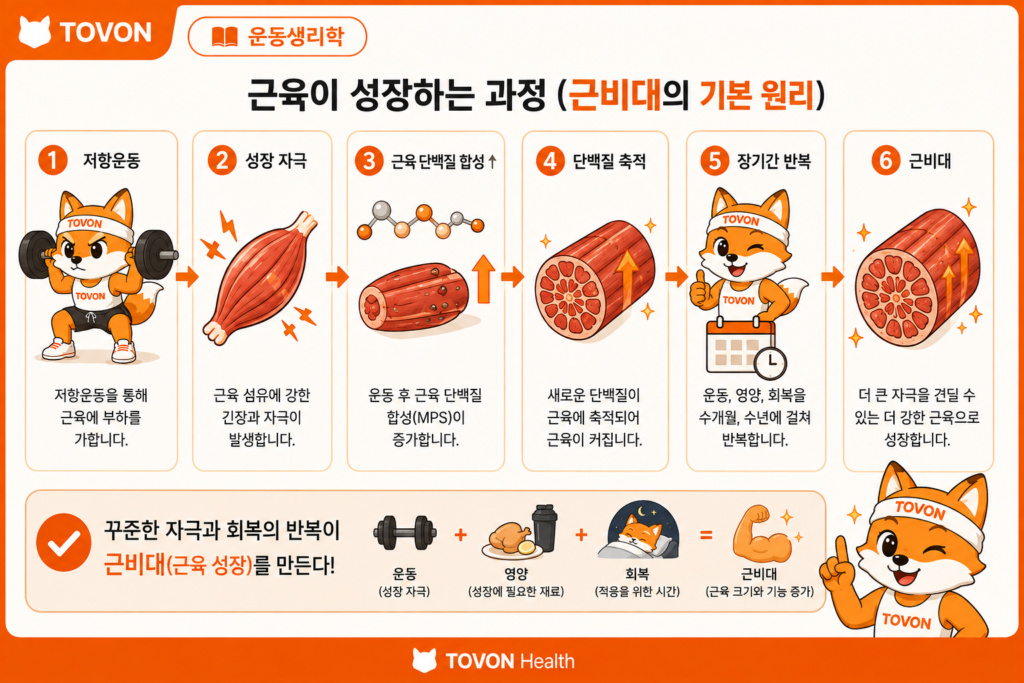 근육은 어떻게 성장할까? 근비대의 기본 원리 저항운동 후 근육 단백질 합성과 근육 성장 과정