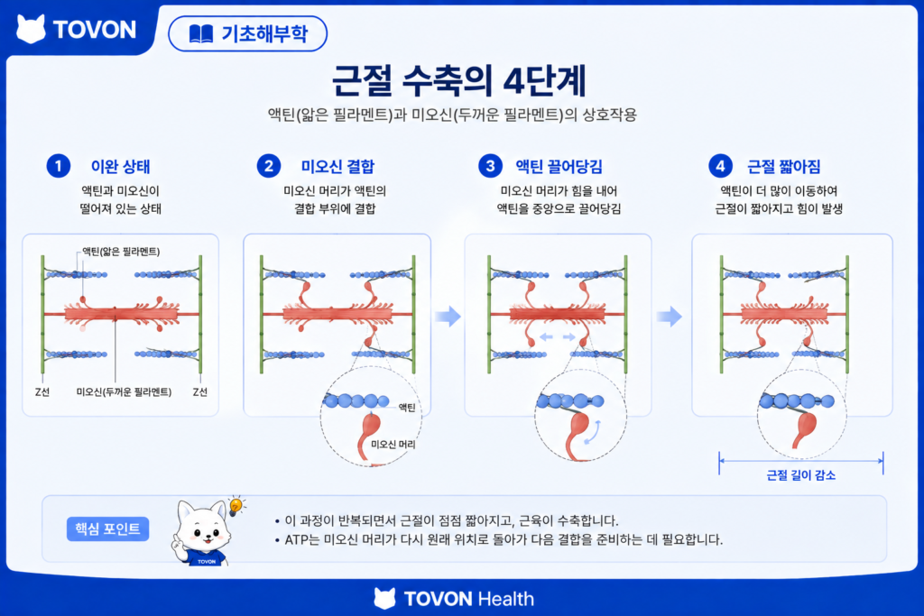 근육은 어떻게 움직일까? 근육 수축의 기본 원리 근절에서 액틴과 미오신이 상호작용하는 과정