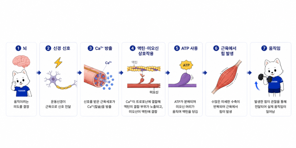 근육은 어떻게 움직일까? 근육 수축의 기본 원리 신경 신호부터 칼슘, 액틴과 미오신, ATP를 거쳐 근육이 힘을 만드는 과정