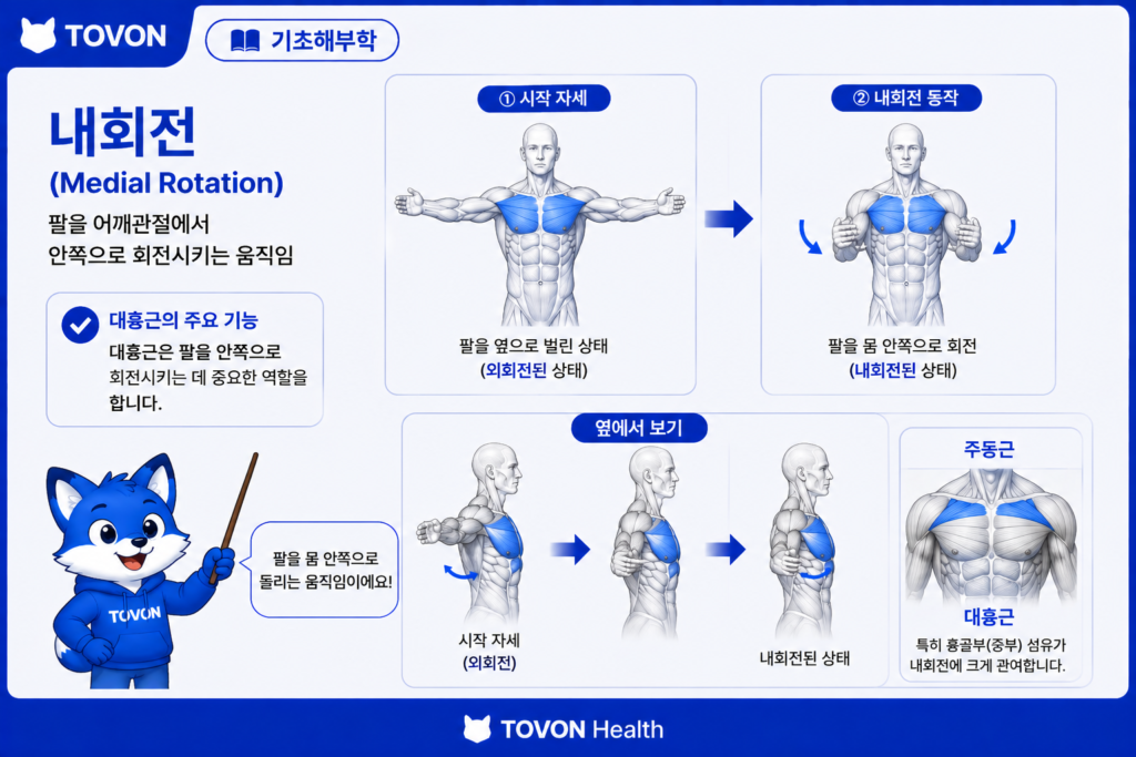 대흉근이란? 가슴 근육의 구조와 역할 쉽게 이해하기 대흉근이 어깨관절 내회전에 관여하는 움직임
