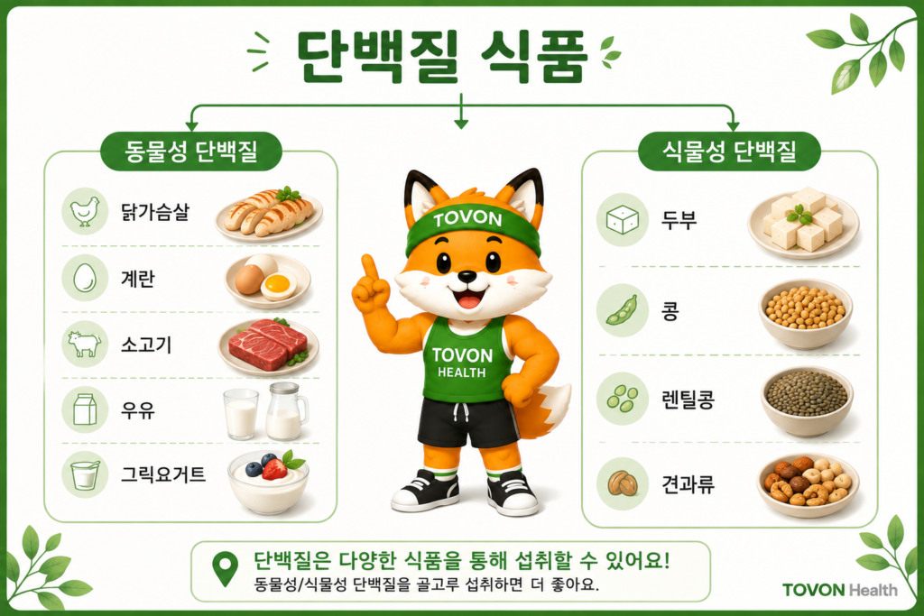 단백질은 왜 근육에 필요할까? 초보자를 위한 단백질 이야기 닭가슴살, 계란, 소고기, 두부 등 다양한 단백질 식품
