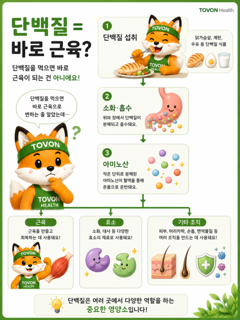 단백질은 왜 근육에 필요할까? 초보자를 위한 단백질 이야기 섭취한 단백질이 아미노산으로 분해되어 몸의 여러 기능에 사용되는 과정