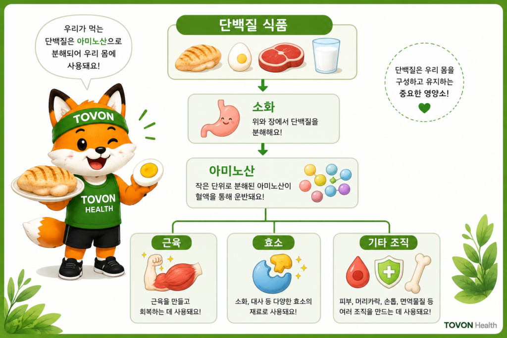 단백질은 왜 근육에 필요할까? 초보자를 위한 단백질 이야기 단백질이 소화되어 아미노산으로 분해되고 몸에서 활용되는 과정