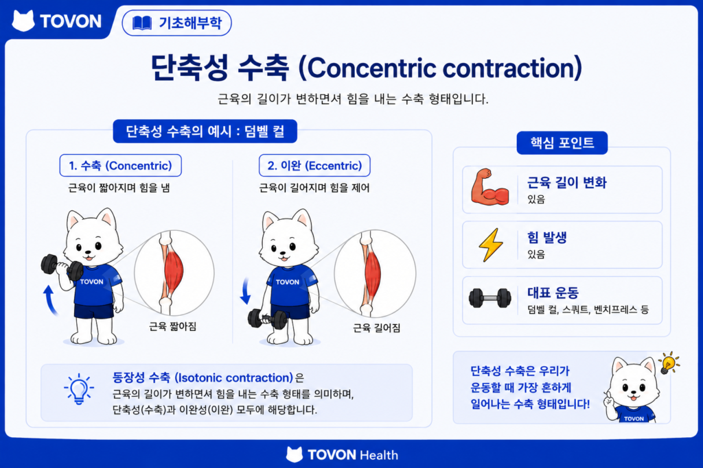 근육은 어떻게 움직일까? 근육 수축의 기본 원리 단축성 수축