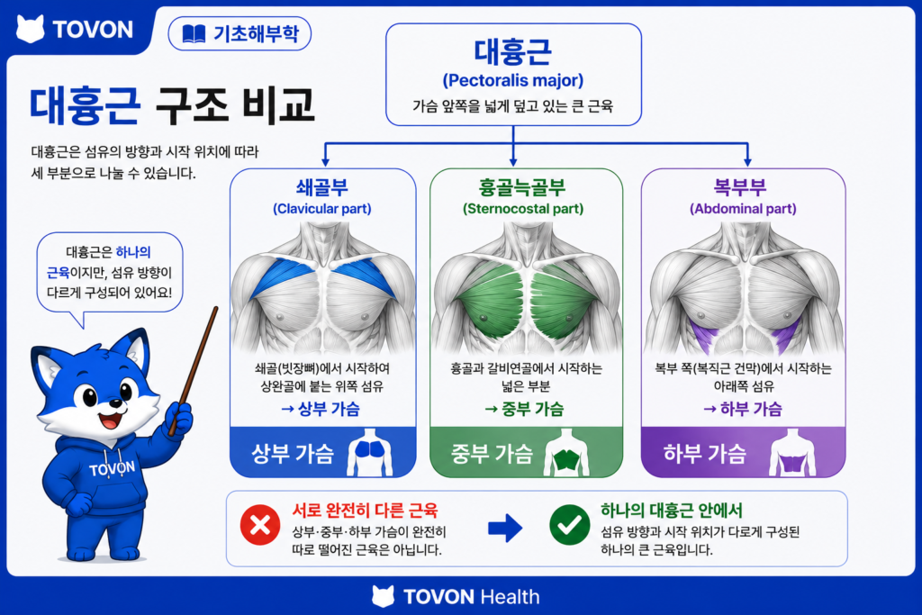 대흉근이란? 가슴 근육의 구조와 역할 쉽게 이해하기 대흉근의 상부 중부 하부 섬유 구분