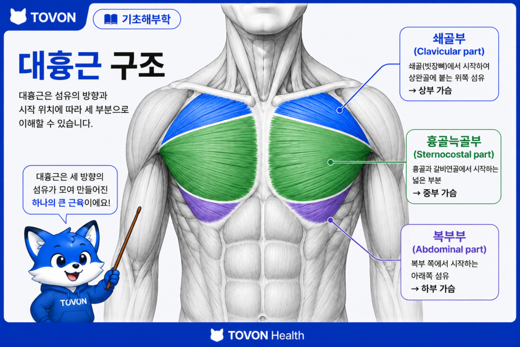 대흉근이란? 가슴 근육의 구조와 역할 쉽게 이해하기 대흉근 구조 인포그래픽