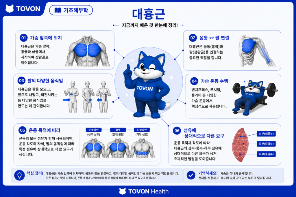 대흉근이란? 가슴 근육의 구조와 역할 쉽게 이해하기 대흉근 기초해부학 정리